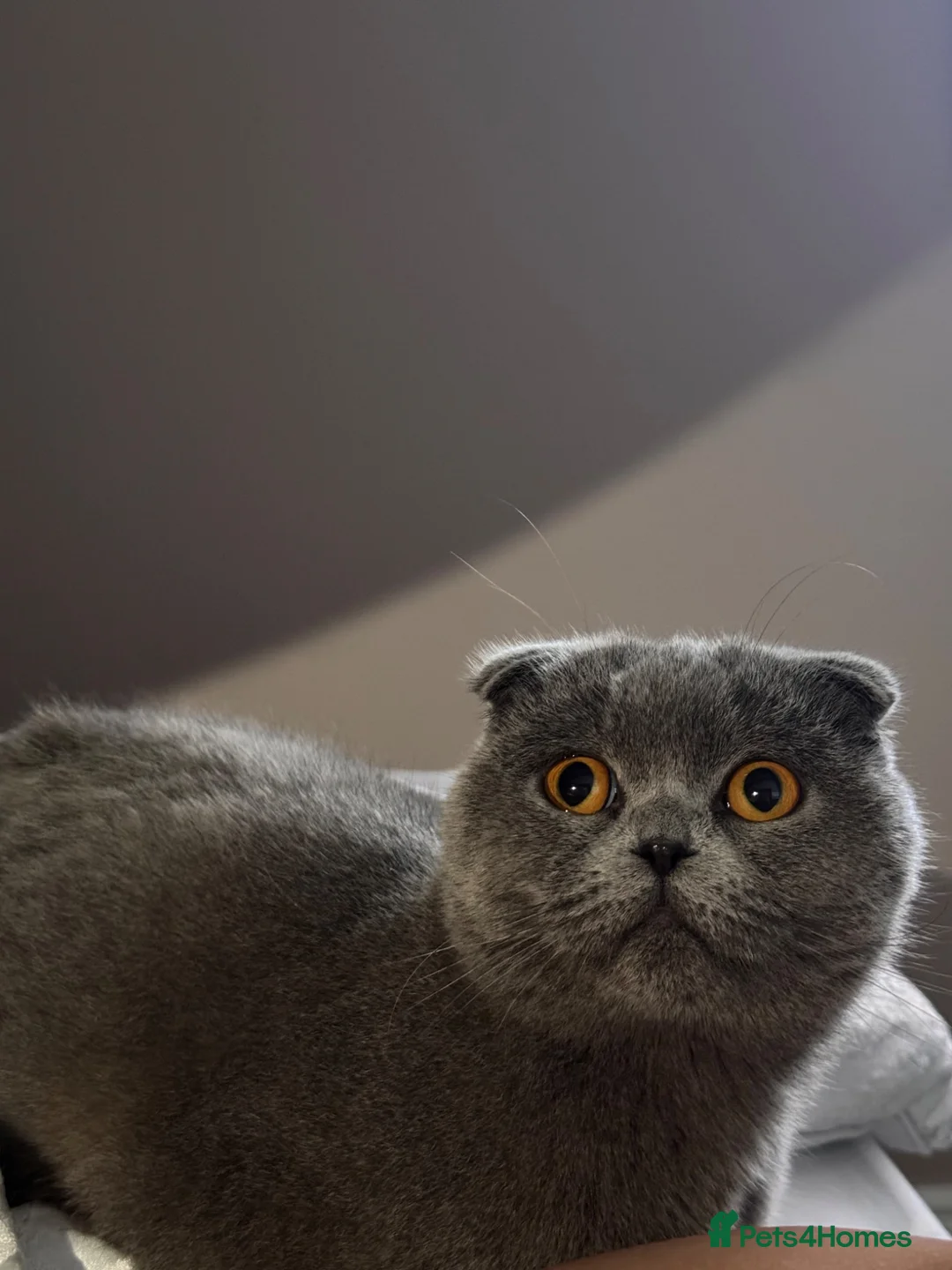 British Shorthair cats for sale: Baby girl for sale - Advert 2