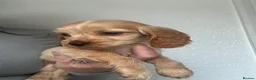Cocker Spaniel dogs for sale: Adorable show cocker spaniel  - Advert 10