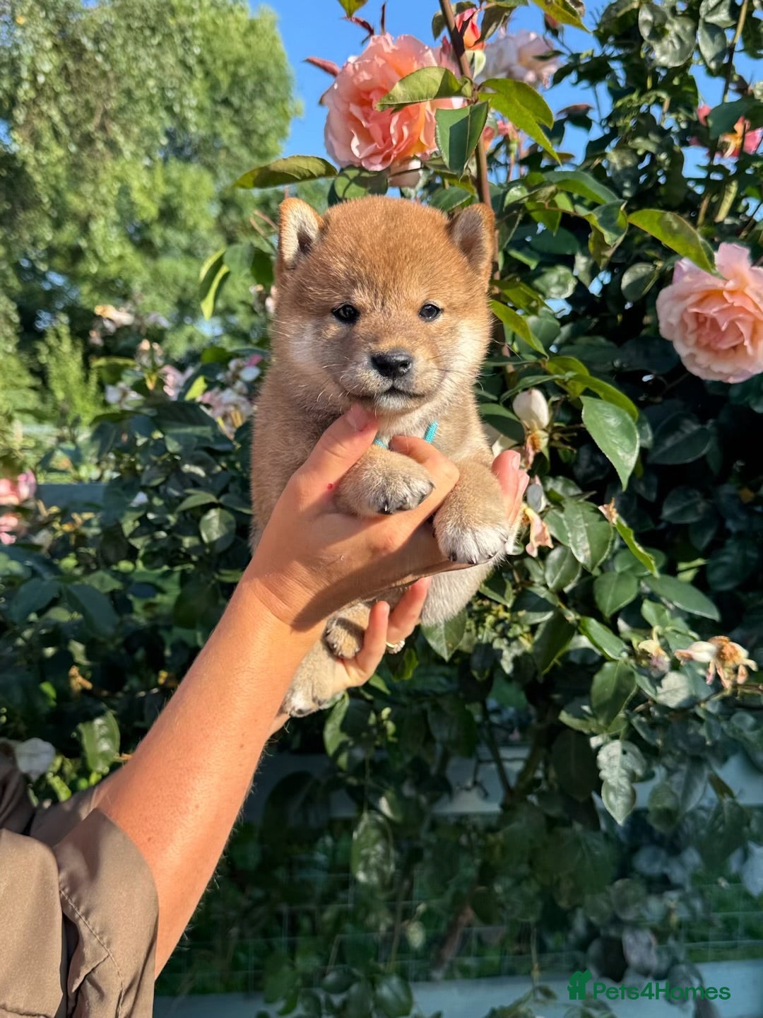 Japanese Shiba Inu dogs Outstanding original japanice Shiba Inu puppies  - Advert 2