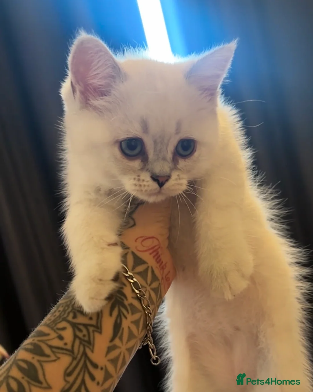 Scottish Fold cats for sale: ONE SCOTTISH STRAIGHT BOY LEFT - Advert 1
