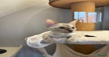 Bengal cats - Advert 12