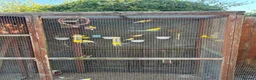 Canaries birds for sale: 6 Canaries in Didcot - Advert 1