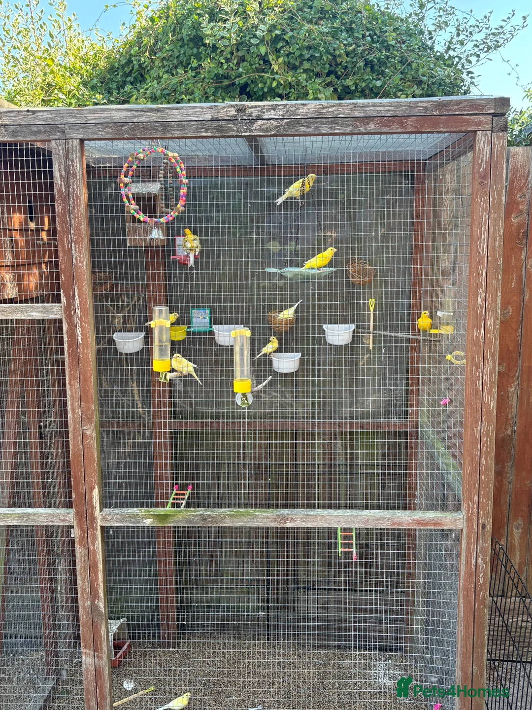 Canaries birds for sale: 6 Canaries in Didcot - Advert 1