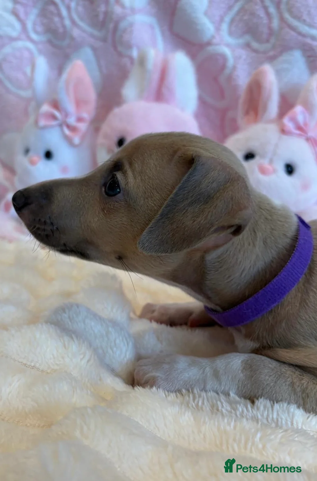 Mixed Breed dogs for sale: Gorgeous 3/4 ITALIAN GREYHOUND pups - Advert 8