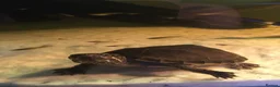 Turtle reptiles for sale: Musk turtle and full set up - Advert 1