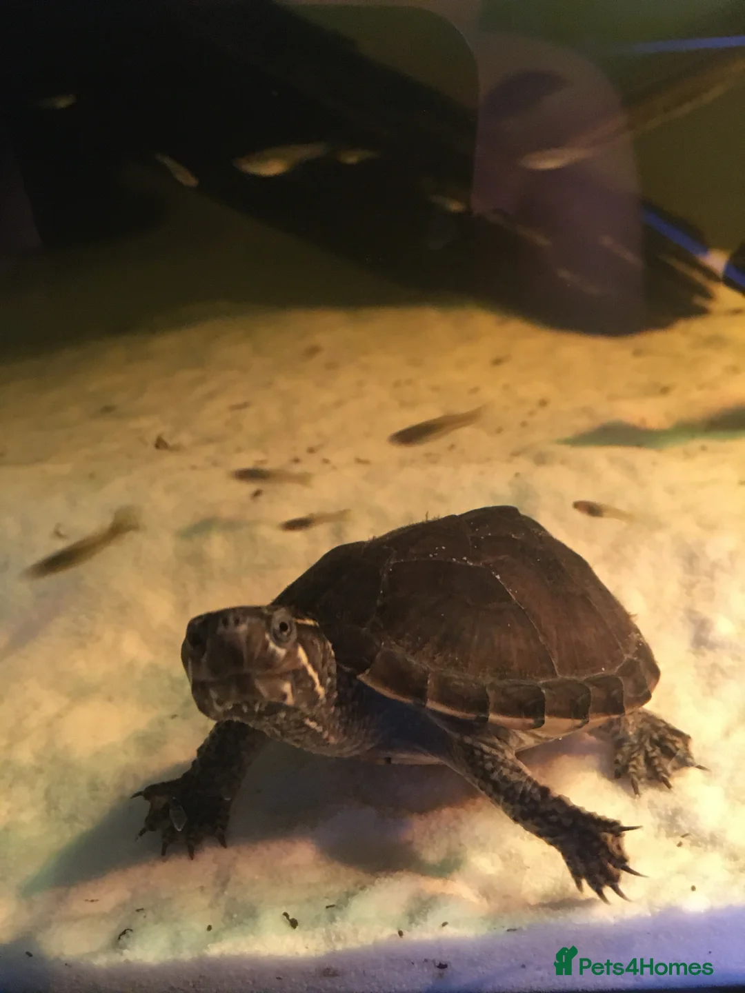 Turtle reptiles for sale: Musk turtle and full set up - Advert 1
