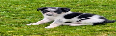 Border Collie 3