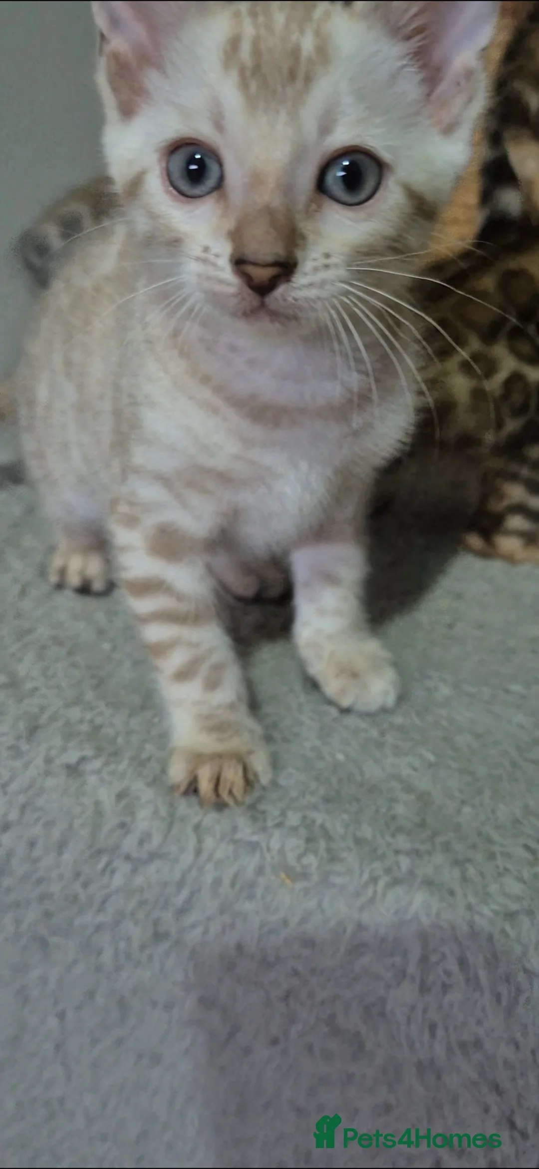 Bengal cats for sale: Pure Bred Bengal Kittens - Advert 2