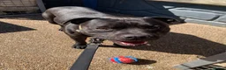 Staffordshire Bull Terrier dogs for sale: KC REG SBT STOCKY BLACK BITCH in Saint Ives - Advert 5