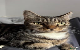 British Longhair cats for sale: 3 kittens looking for new home - Image 11