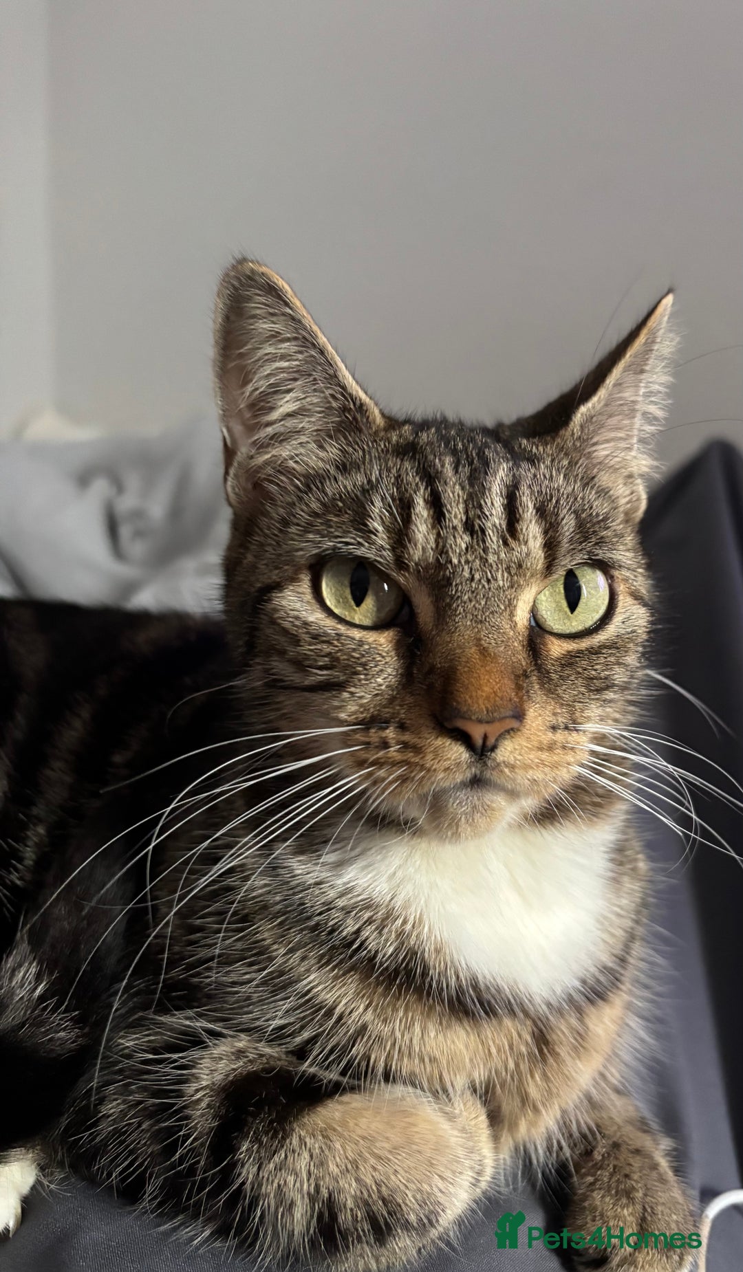 British Longhair cats for sale: 3 kittens looking for new home - Image 11