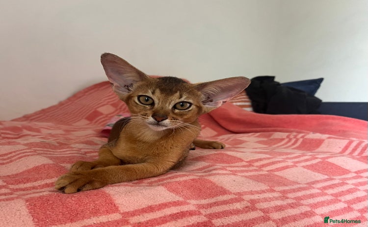 Abyssinian cats in Northwood - Advert 1
