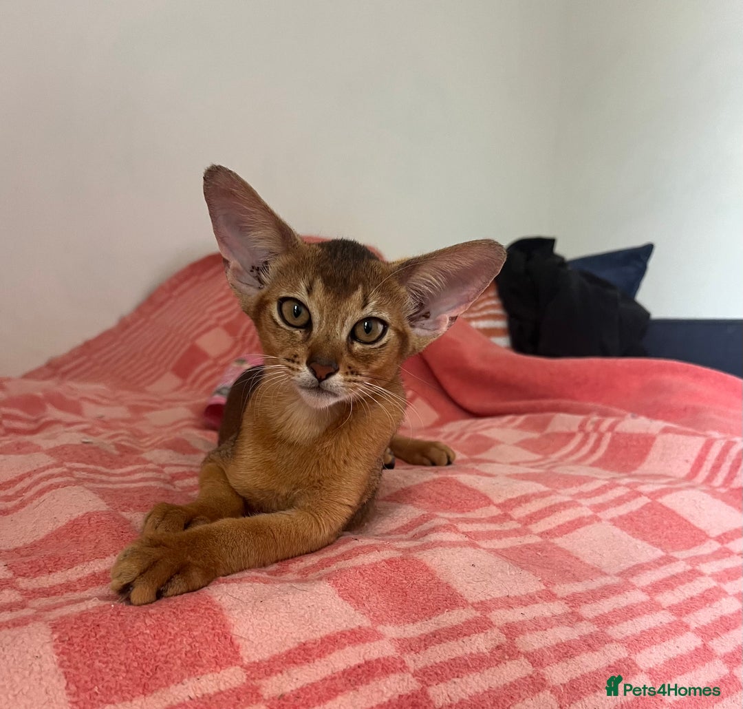 Abyssinian cats for sale: Beautiful Abyssinian kittens in Northwood - Image 1