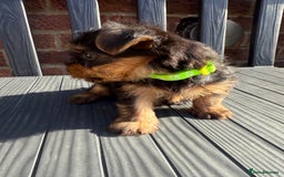 Yorkshire Terrier dogs for sale: Adorable Yorkshire Terrier Puppies for Sale - Image 3