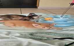 Abyssinian cats for sale: Abyssinian and Bengal x kittens 😻 - Image 9