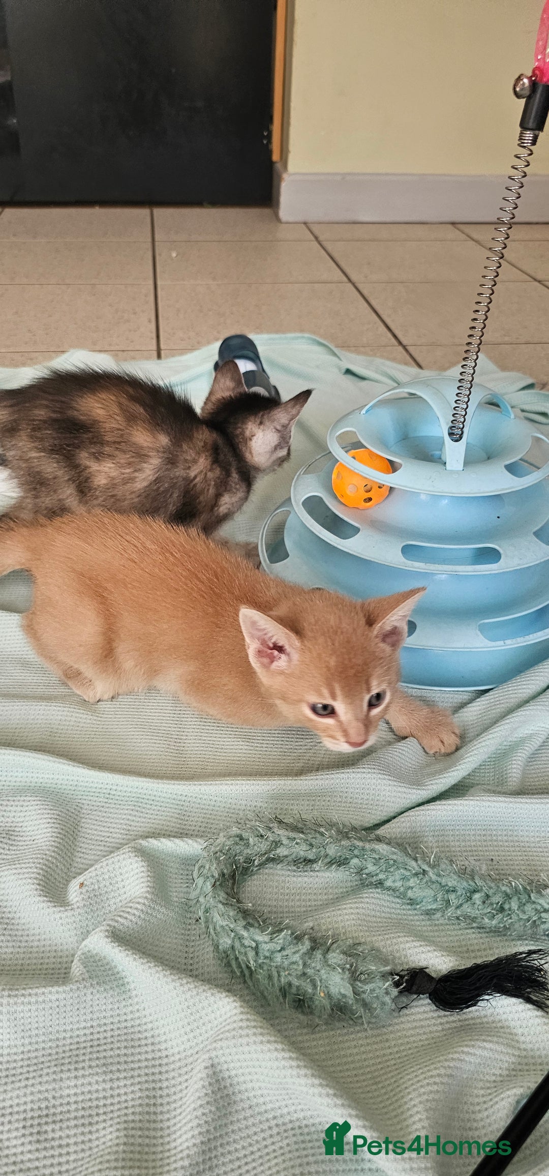 Abyssinian cats for sale: Abyssinian and Bengal x kittens 😻 - Image 9