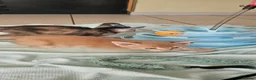 Abyssinian cats for sale: All kittens reserved, thank you 😻 - Advert 17