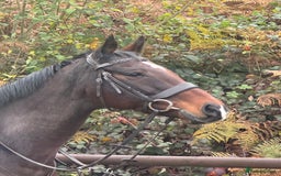 English Thoroughbred horses for sale: 16'1 ROR Eligible Sweetheart  - Image 3