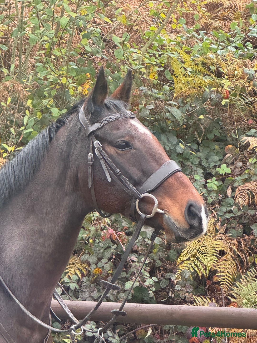 English Thoroughbred horses for sale: 16'1 ROR Eligible Sweetheart  - Image 3