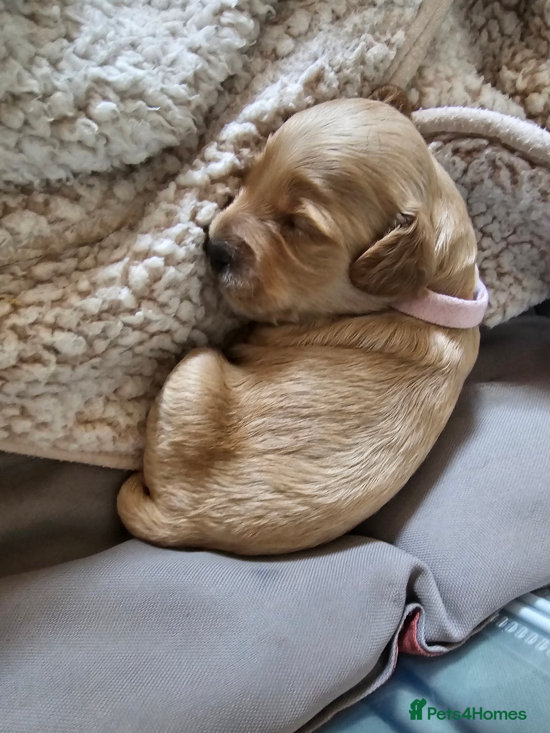 Cockapoo dogs for sale: 4 beautiful cockapoo puppies - Image 2