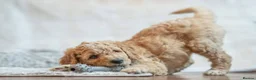 Goldendoodle dogs for sale: Exceptional Health tested Goldendoodle puppies - Advert 26