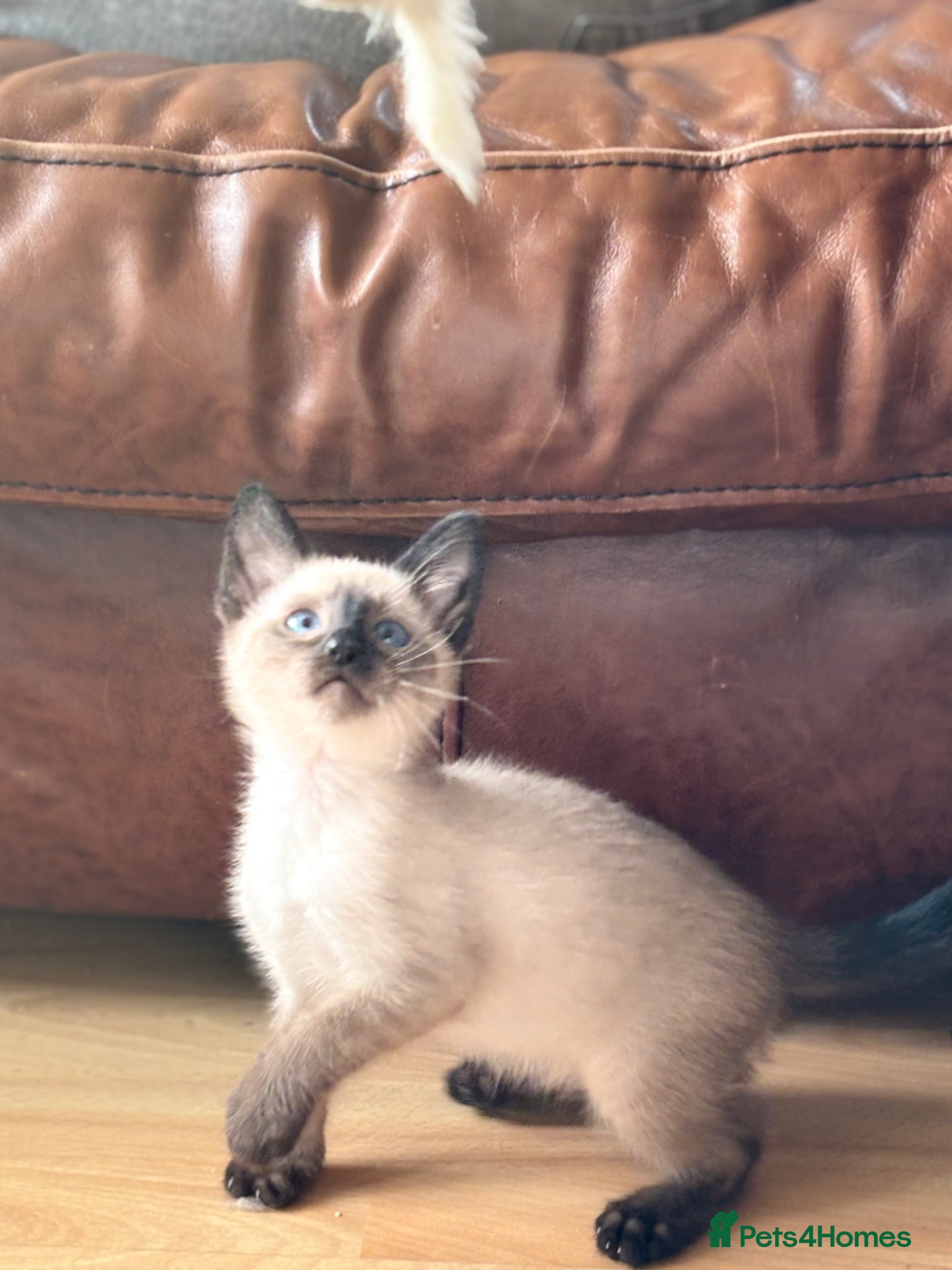 Siamese cats for sale: Stunning Siamese kittens  - Advert 8