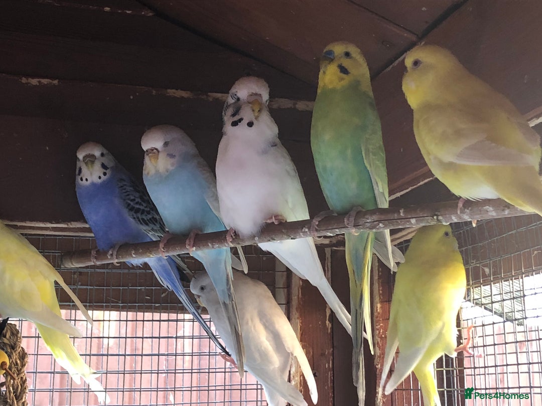 Budgerigars birds for sale: Budgies with an Aviary available. - Image 27