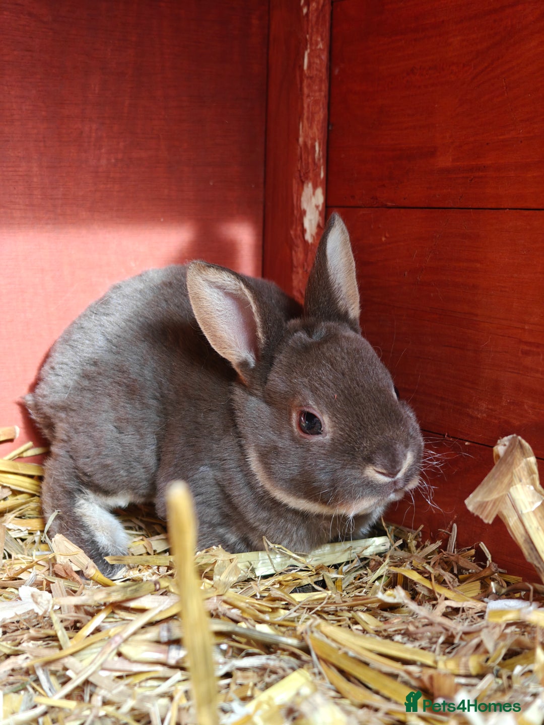 Rex rabbits for sale: Mixed litter of Mini Rex  - Image 8