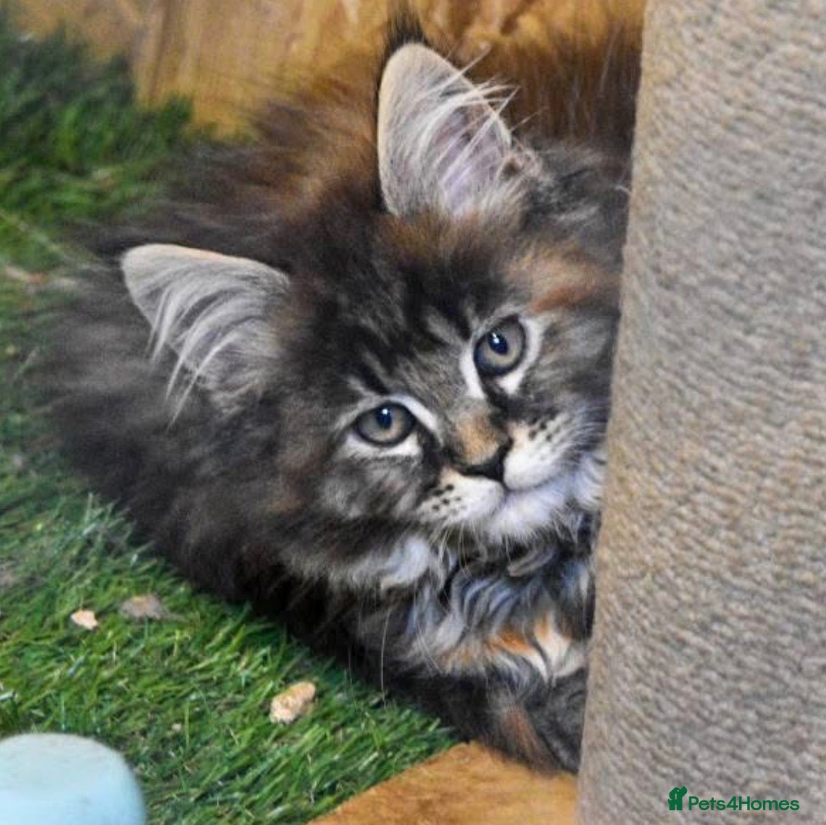 Maine Coon cats Main coon kittens  - Advert 16