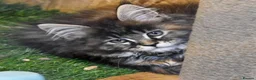 Maine Coon cats for sale: Main coon kittens  - Advert 2