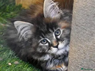 Maine Coon cats Main coon kittens - Advert 16