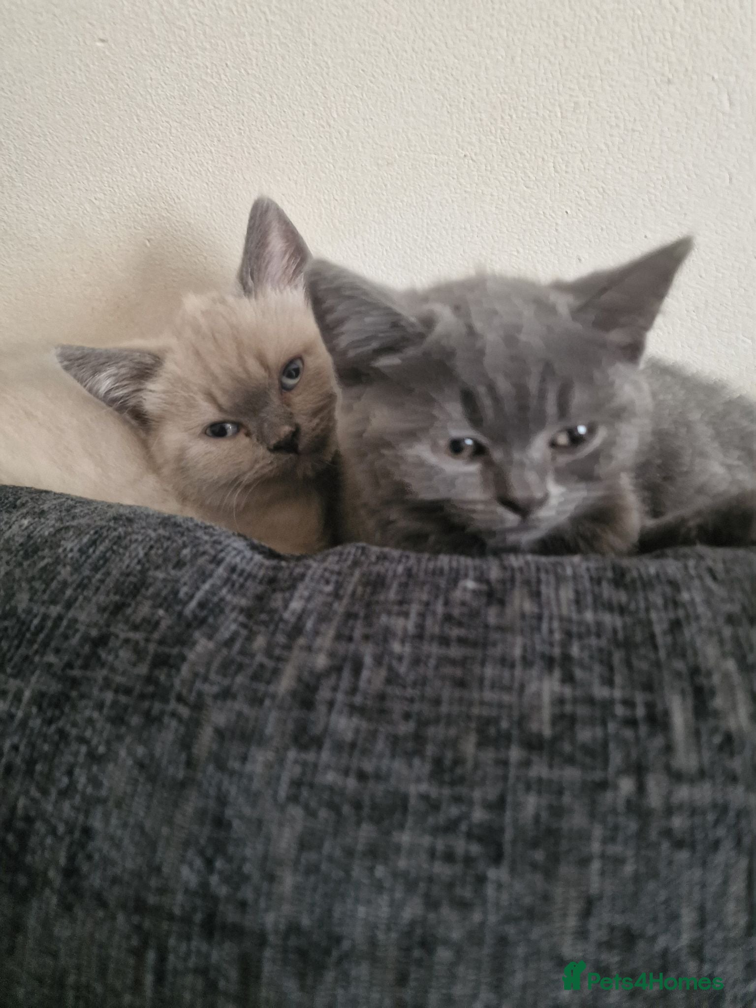 British Shorthair cats British shorthair kittens  - Advert 17
