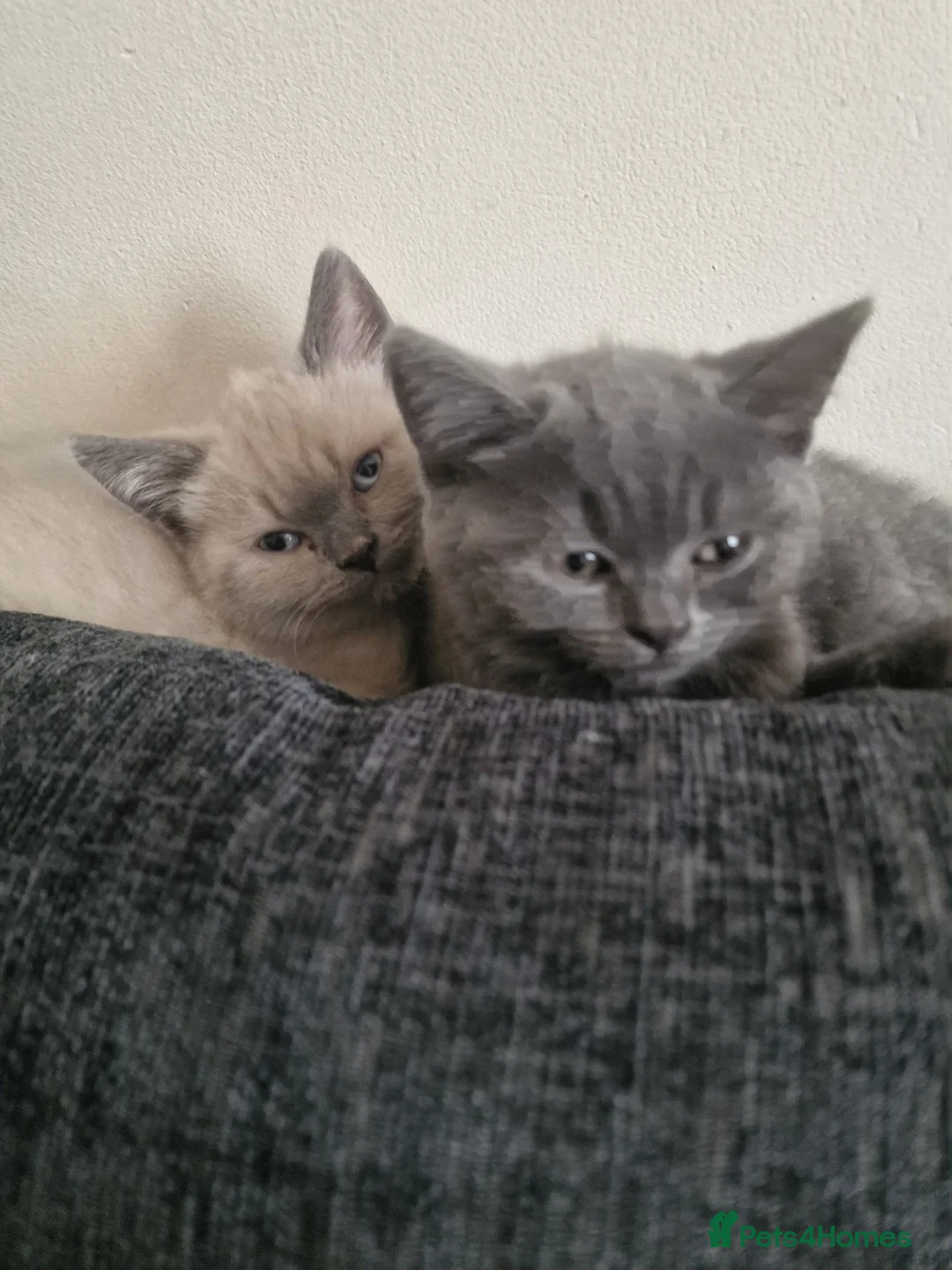 British Shorthair cats for sale: British shorthair kittens  - Advert 1
