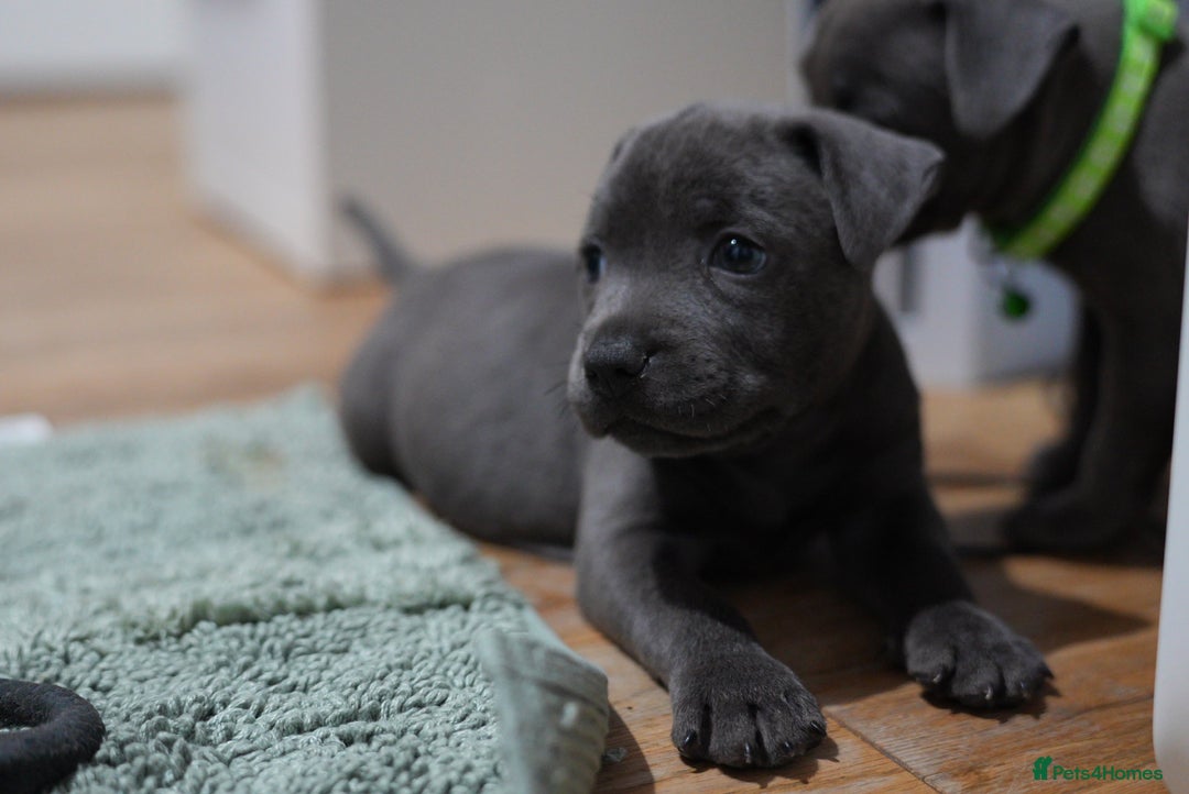 Staffordshire Bull Terrier dogs for sale: Ready now! Stunning Staffy Puppies 🐶 - Advert 6
