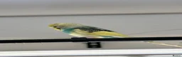 Budgerigars birds for sale: Pair of beautiful hand tamed budgies  in Bolton - Advert 2