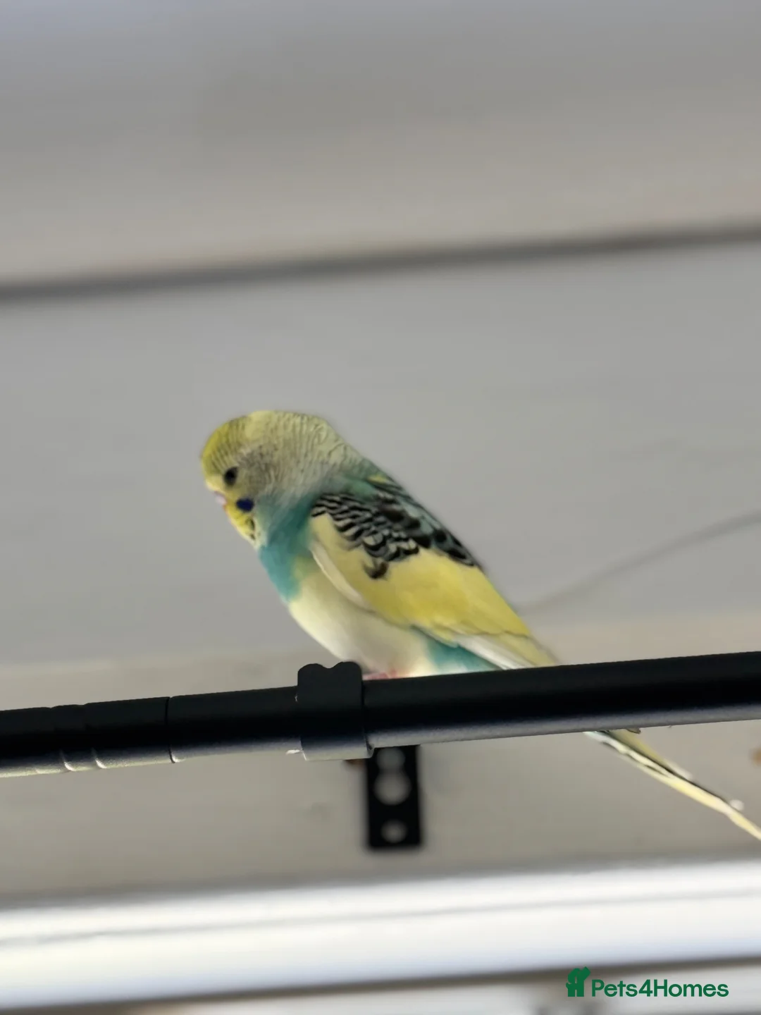 Budgerigars birds for sale: Pair of beautiful hand tamed budgies  in Bolton - Advert 2