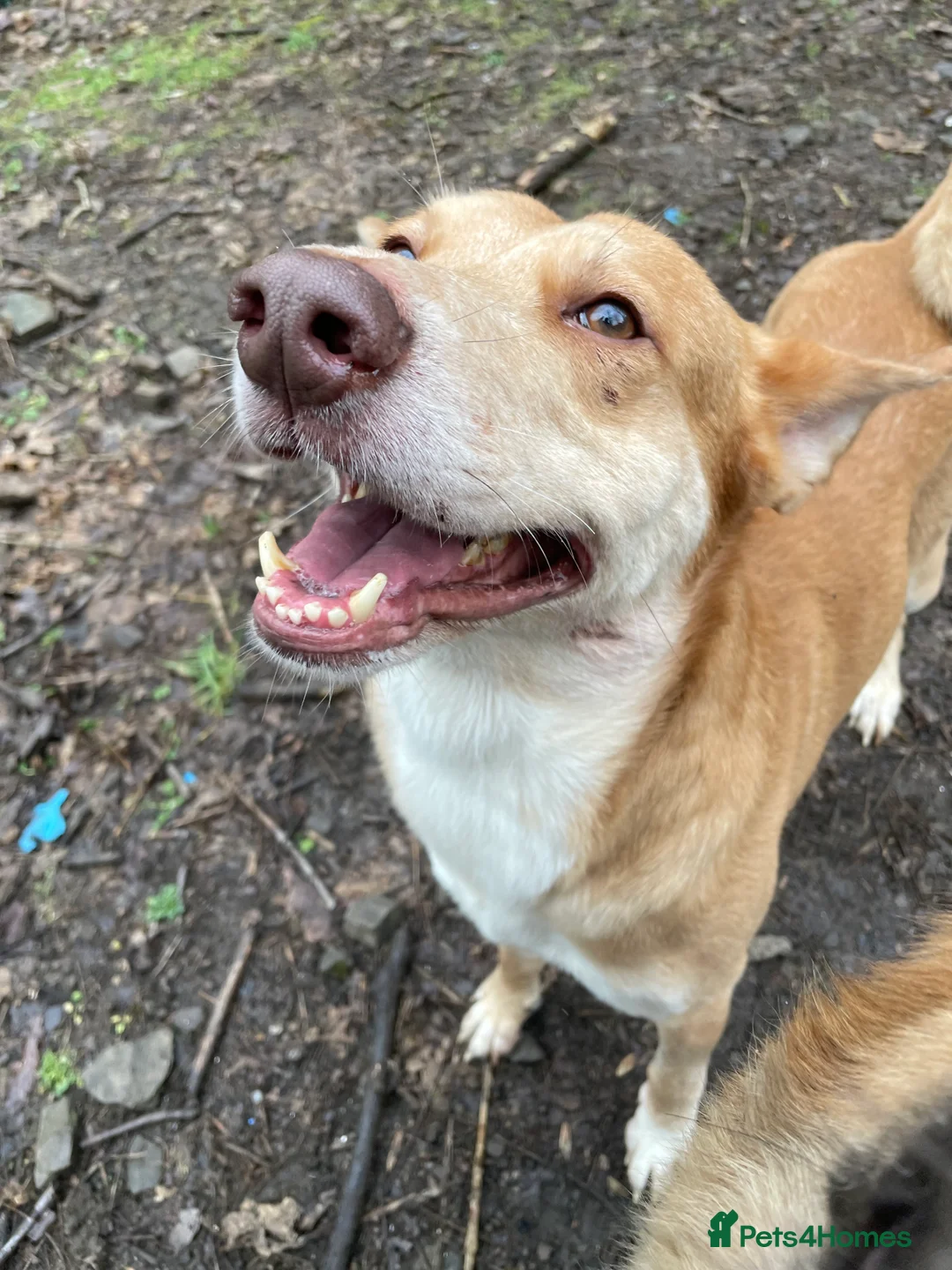 Mixed Breed dogs for adoption: Big Ears - Advert 2