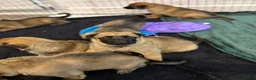 German Shepherd dogs for sale: 2 MALES LEFT German Shepherd puppies - Advert 4