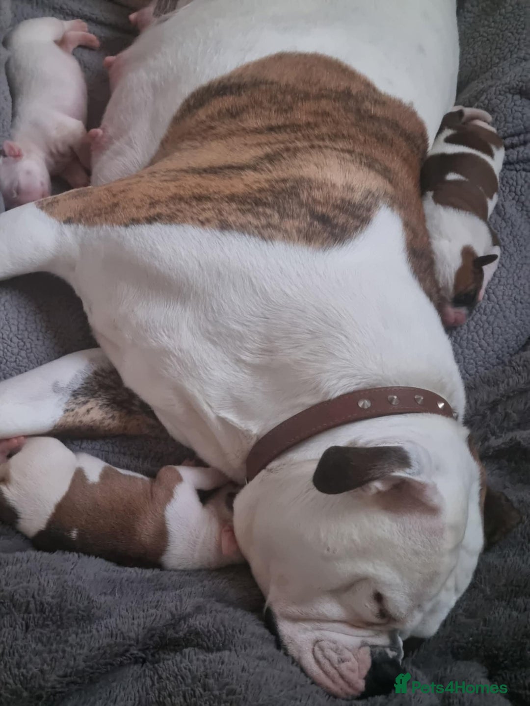 American Bulldog dogs for sale: American Bulldog puppies - Image 13