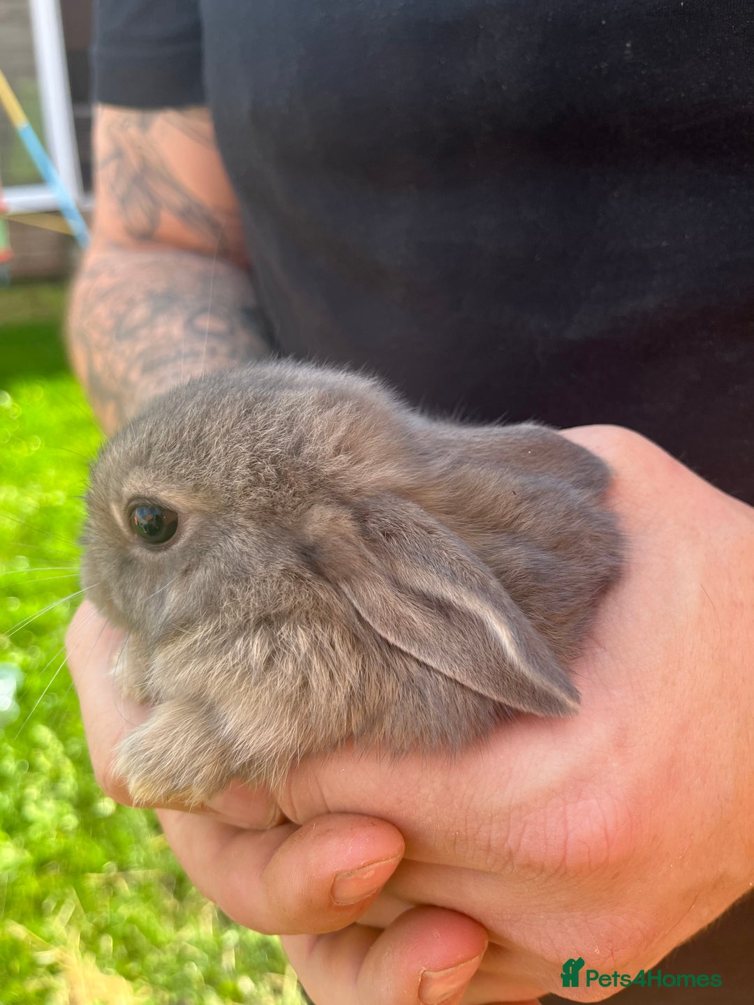 Mini Lop rabbits for sale: A Mix of Mini lop and Mini Lion Lop - Image 4