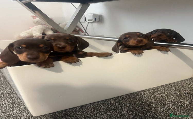 Miniature Dachshund dogs - Advert 5