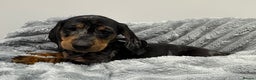 Miniature Dachshund dogs for sale: Gorgeous Miniature Dachshunds - Advert 34