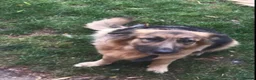 German Shepherd dogs for sale: 2 Adult German shepherds for free. - Advert 3