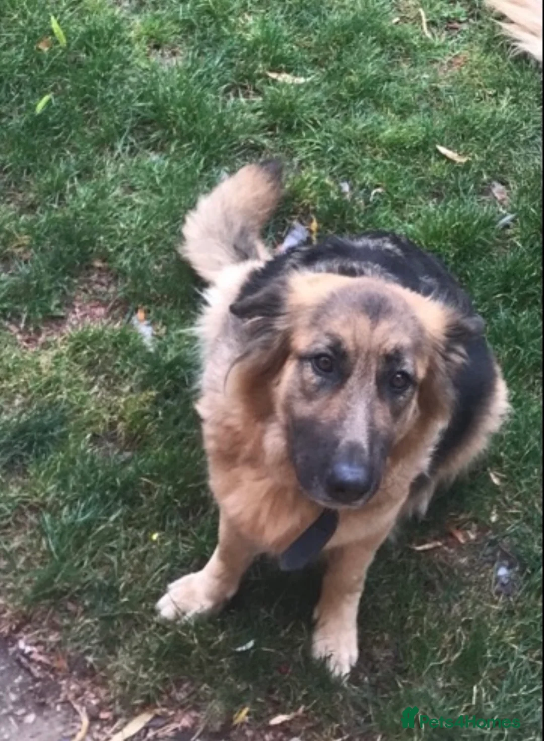 German Shepherd dogs for sale: 2 Adult German shepherds for free. - Advert 3