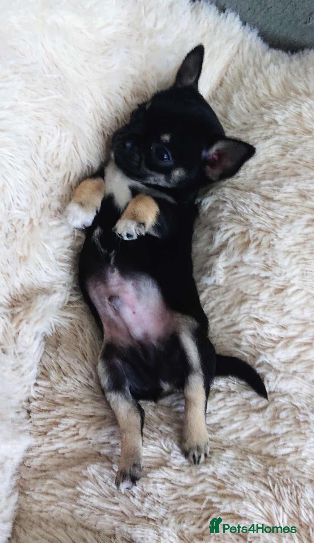 Mixed Breed dogs for sale: Chihuahua with a bit of French Bulldog puppies - Advert 9