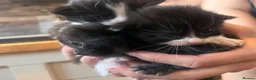 Mixed Breed cats for sale: Beautiful fluffy kittens  - Advert 26