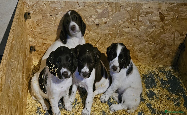 English Springer Spaniel dogs - Advert 1