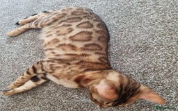 Bengal cats for sale: Female Bengal - Image 4