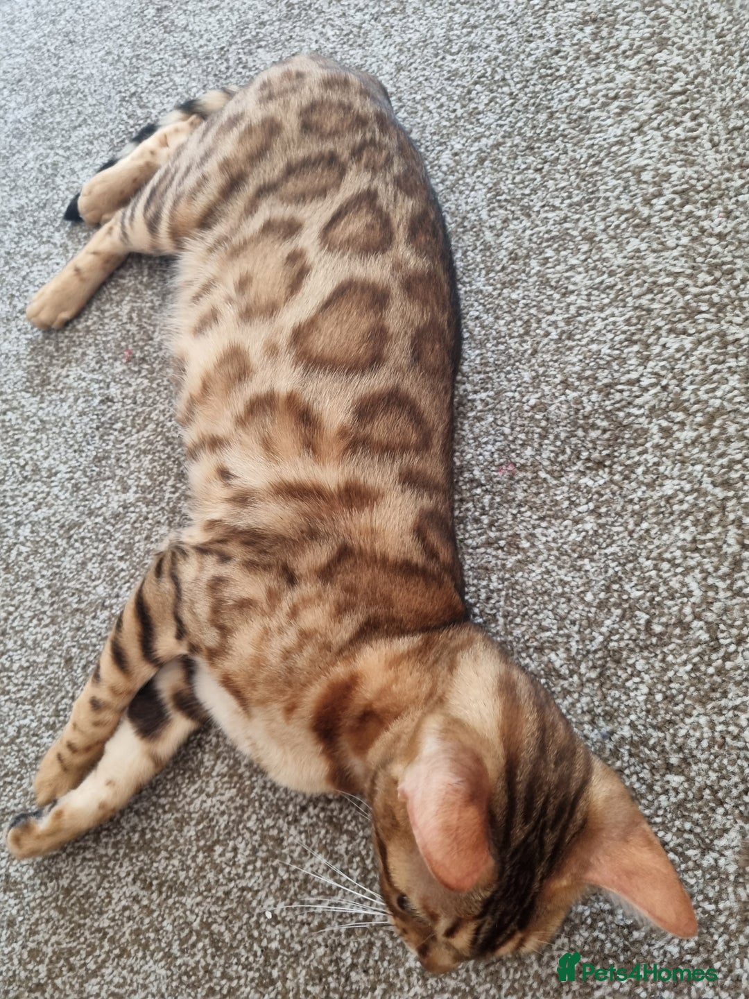 Bengal cats for sale: Female Bengal - Image 4