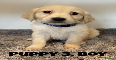 Golden Retriever dogs - Advert 2